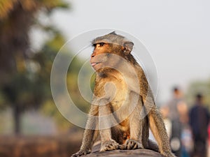 Wild monkey in Ankgor Wat