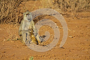 Wild monkey baboon photo