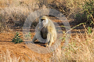 Wild monkey baboon photo