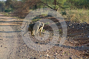 Wild monkey baboon photo