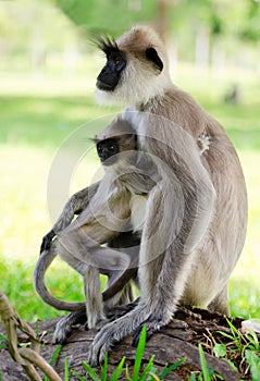 Wild monkey with baby