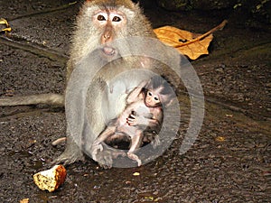 Wild monkey with baby monkey