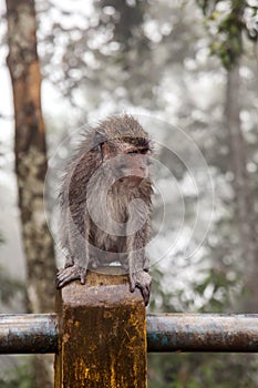 Wild monkey close up