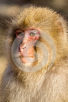 Wild monkey close up