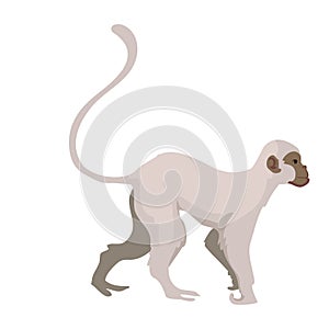 wild monkey design