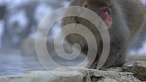 A wild monkey driking water in hot spring. Snow monkey drink in onsen. Japan