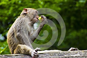 Wild Monkey Eating Fruit