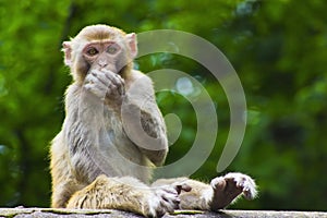 Wild Monkey Eating Fruit