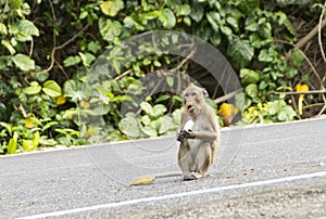 Wild monkey eats banana