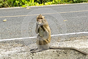 Wild monkey eats fruit