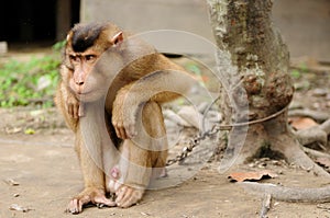 Wild monkey enchain to the tree