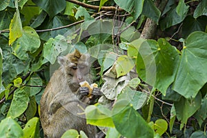 Wild monkey enjoying a piece of bread
