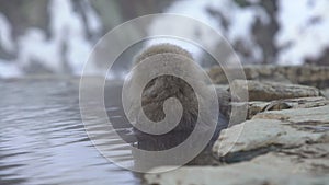 Wild monkey that enters hot spring. Snow monkey bathe and relaxing in onsen