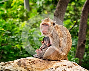 Wild monkey feeding babe