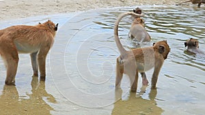 Wild monkey feeding on seabeach of huahin prachuap khiri khan southern of thailand