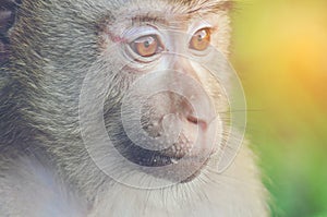 Wild monkey, close-up