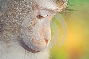 Wild monkey, close-up