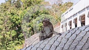 Wild monkey among the half construction half natural and behave naturally.