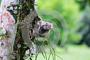 Wild monkey hanging on tree