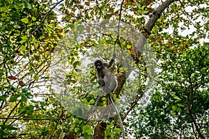 Wild monkey from the jungle, Krabi, Thailand