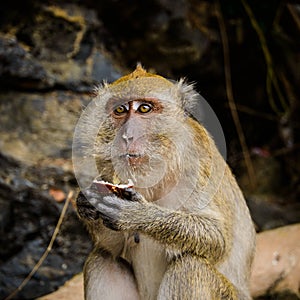 wild monkey from the jungle, Krabi, Thailand