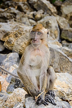 Wild monkey from the jungle, Krabi, Thailand