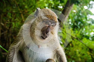 Wild monkey from the jungle, Krabi, Thailand