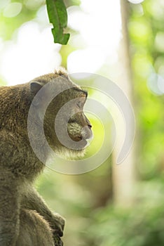 Wild monkey jungle tree profile wildlife campaign