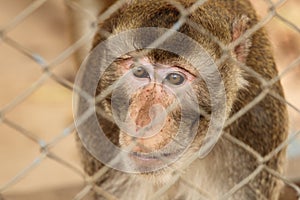 Wild monkey locked in a cage