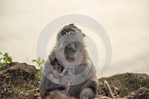 Wild monkey mom baby feeding wildlife campaign