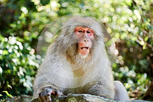 Wild monkey in Nagano prefecture, Japan