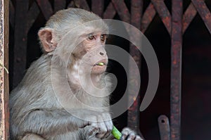 Wild monkey portrait closeup in Nepal