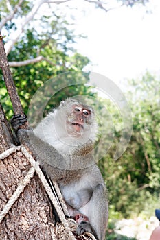 Wild Monkey Portrait