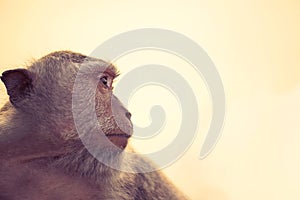 Wild monkey profile sky background wildlife