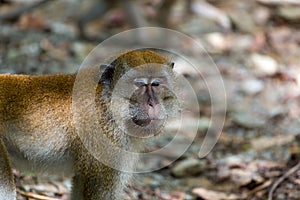 Wild Monkey at Pulau Ubin Island