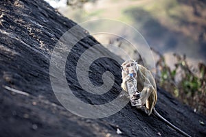 Wild monkey on rock trying to open plastic drinking bottle