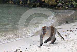 Wild monkey runs at beach