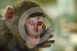 Wild monkey`s face,A wild monkey gathered at the feeding place of Takasakiyama natural zoo