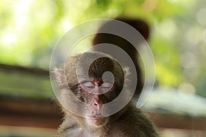 Wild monkey`s face,A wild monkey gathered at the feeding place of Takasakiyama natural zoo
