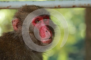 Wild monkey`s face,A wild monkey gathered at the feeding place of Takasakiyama natural zoo