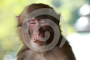 Wild monkey`s face,A wild monkey gathered at the feeding place of Takasakiyama natural zoo