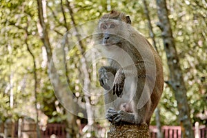 A wild monkey sits on a bridge in the mangrove forest