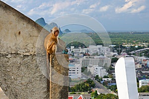 A wild monkey sits on the roof above the town of Prachuap