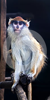 A wild monkey sits in a tree and looks straight ahead. Macaque on a dark background animal world