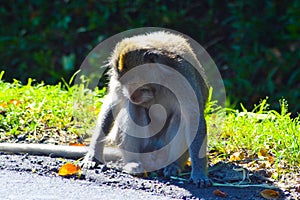 Wild Monkey Sitting In Sunbathing Pose With Its Head Lowered, At The Edge Of Forest Road In The Morning Sunlight