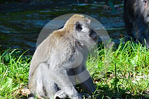 Wild Monkey Sitting In Sunbathing Pose, With Its Head Tilted Upwards, On The Roadside Grass In The Morning Sunlight