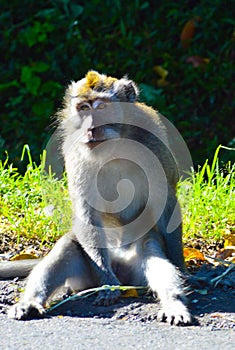 Wild Monkey Sitting In Sunbathing Pose, With Legs Stretched Out Head Facing Forward, At The Edge Of Forest Road
