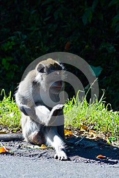 Wild Monkey Sitting In Sunbathing Pose, With Right Leg Raised, Looking To The Left, At The Edge Of Forest Road