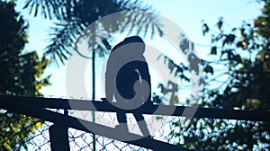 Wild Monkey sitting on top of former cage of several captive monkeys