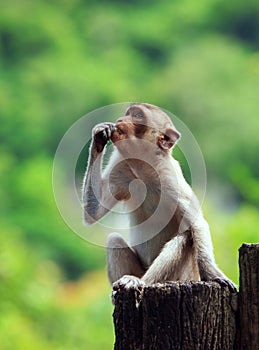Wild monkey sitting on tree stump and looking to upper forward